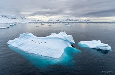 Penguins in Antarctica #40