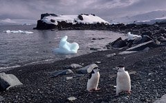 Chinstrap penguins on shore