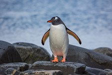 Penguins in Antarctica #21