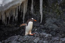 Penguins in Antarctica #15