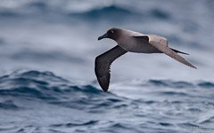 Albatross above waters of the Southern Ocean