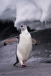 Penguins in Antarctica #41
