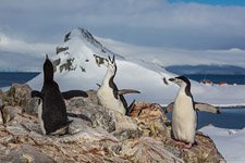 Penguins in Antarctica #37