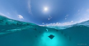 Manta rays. Split panorama #2