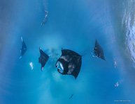 Manta rays #3