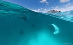 Manta rays. Boat. Split panorama