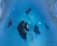 Manta rays #4