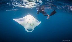 Diving with manta rays