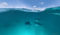 Manta rays. Split panorama #1