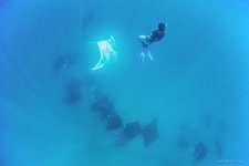Diver and manta rays