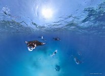 Snorkeling with manta rays #2