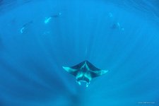 Manta rays #1