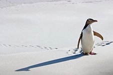 Yellow-eyed penguin