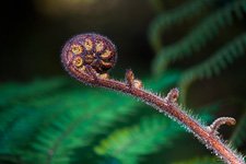 Sprout of fern Sprout of fern