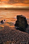 Gannet colony at Muriwai Beach Gannet colony at Muriwai Beach
