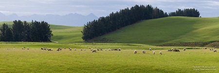 Pasture near Manapouri town