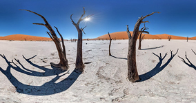 Trees of the Dead Vlei
