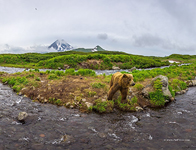 Bear in the Kambalnaya river #7