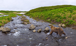 Bear in the Kambalnaya river #3