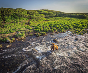 Bear in the Kambalnaya river #6
