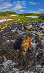 Bear in the Kambalnaya river #5 Bear in the Kambalnaya river #5