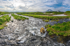 Bear in the Kambalnaya river #1