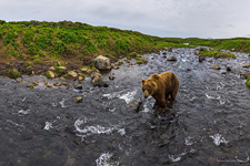 Bear in the Kambalnaya river #2