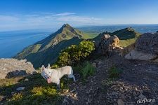 The dog on the top of Zhdanko Ridge