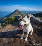 The dog on the top of Zhdanko Ridge 3 The dog on the top of Zhdanko Ridge 3