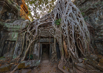 Ta Prohm temple, Angkor, Cambodia #6