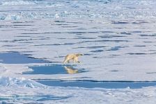 A polar bear at the North Pole