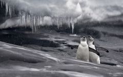 Penguins in Antarctica