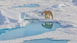 A polar bear at the North Pole