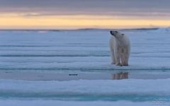 Polar bear at the Spitsbergen