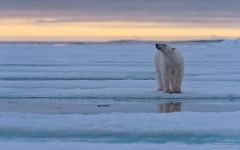 Polar bear at the Spitsbergen Polar bear at the Spitsbergen