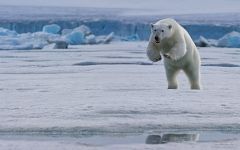 Jumping polar bear