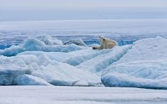 Female polar bear resting on the pack ice along Spitsbergen coast