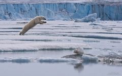 Jumping polar bear Jumping polar bear