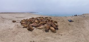 Photoshooting of the walruses