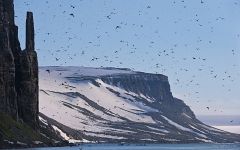 Bird cliff Alkefjellet