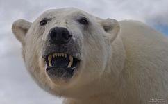 Stuffed Polar Bear Stuffed Polar Bear