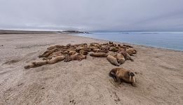 Walruses at Torellneset