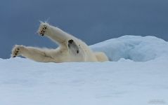 Polar bear Polar bear