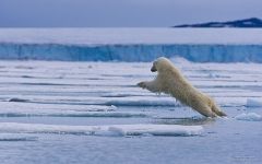 Jumping polar bear