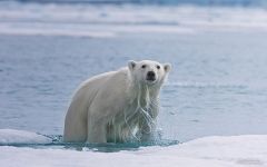 Polar bear getting out of the water Polar bear getting out of the water