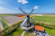 Windmill among the tulip fields