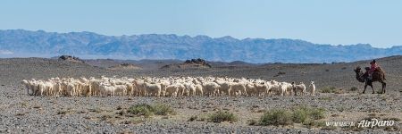Shepherd and flock
