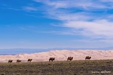 Hongoryn Els. Camels