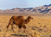 Camel in the Hongoryn Els Camel in the Hongoryn Els