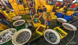 Jakarta Fish Market